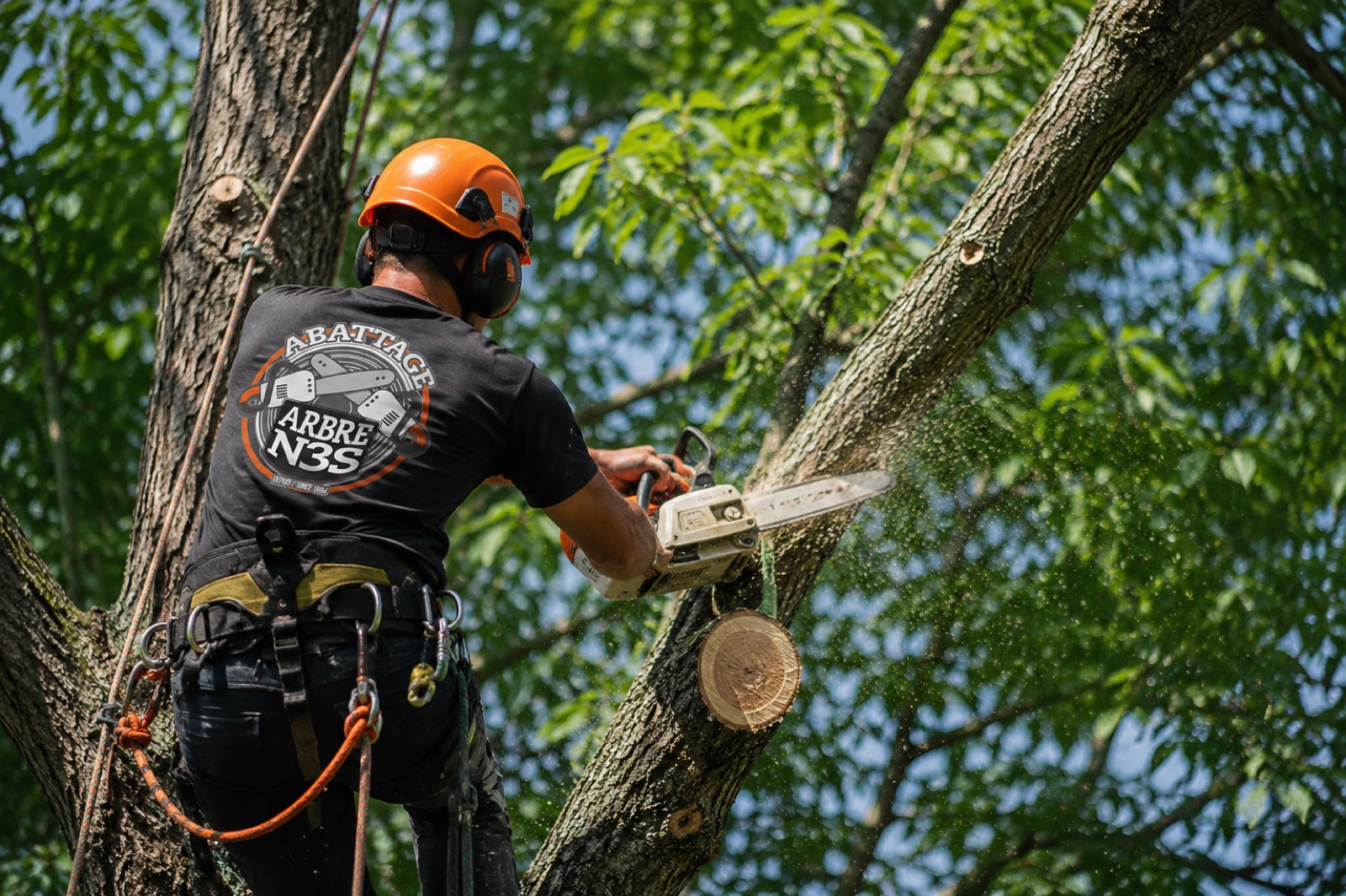 Arboriste N3S harnaché dans un arbre effectuant un abattage sécuritaire à Montréal