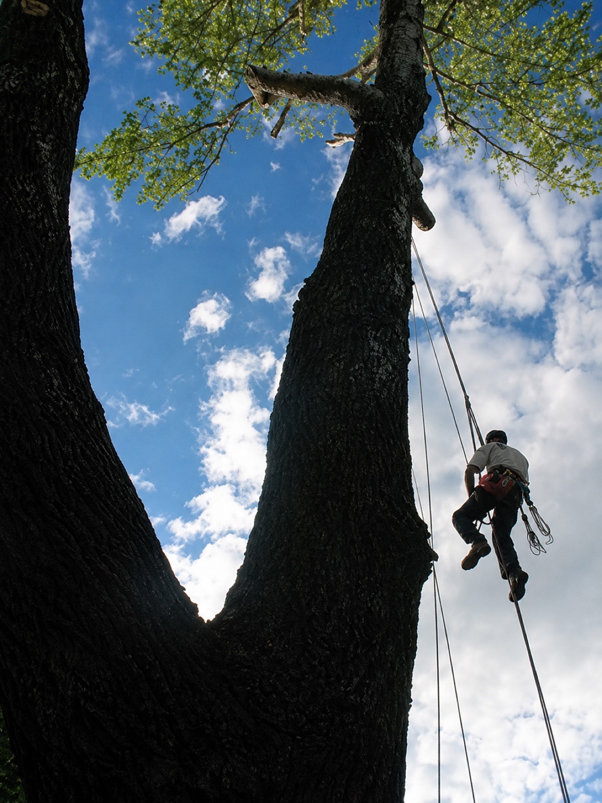Travaux d'entretien d'arbres dans le Grand Montréal