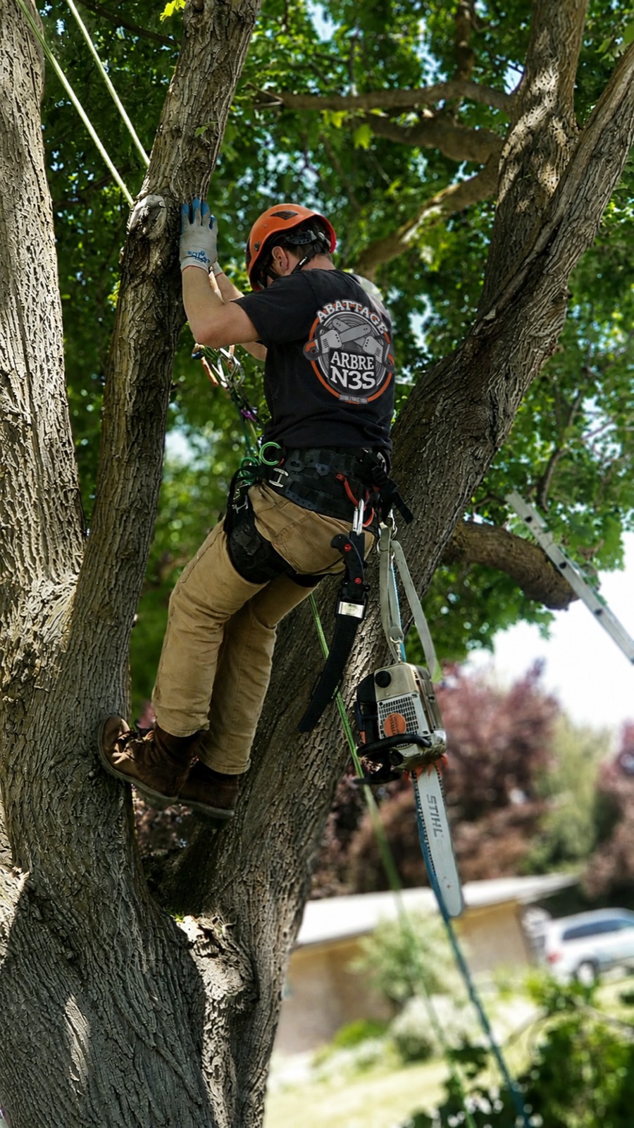 Intervention d'émondage réalisée par Arbre N3S
